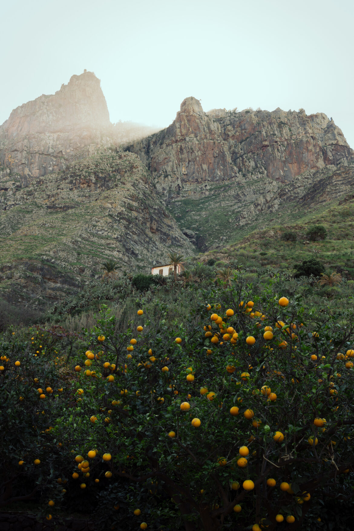 Bodega Los Berrazales – pomarańczowy sad i plantacja kawy