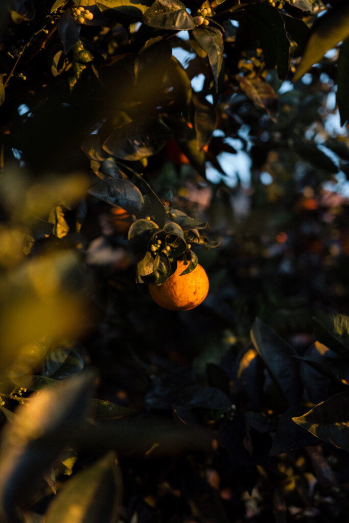 Obrazek posiada pusty atrybut alt; plik o nazwie DSC_3932-683x1024.jpg