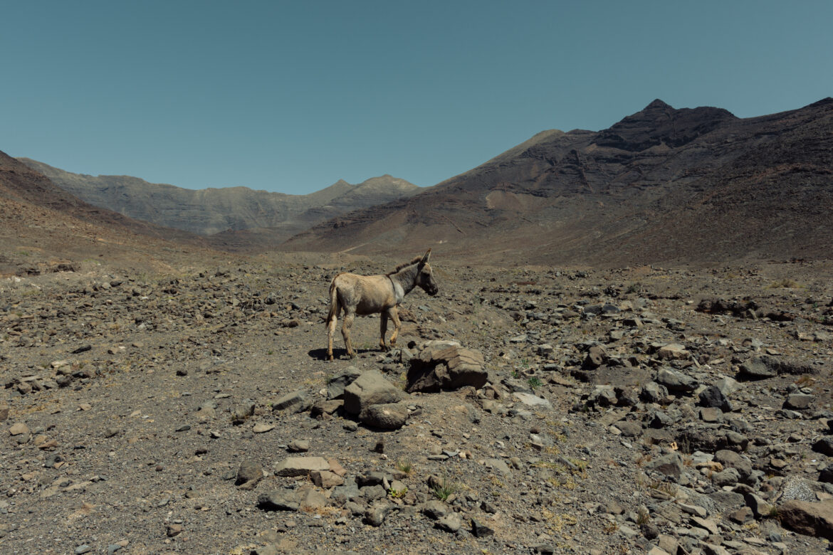Ziemie cynamonowe. Fuerteventura